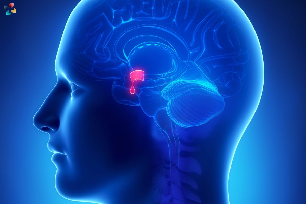 Disorders of the Pituitary: Types, Symptoms, Causes, Diagnosis, and Treatment | The Lifesciences Magazine