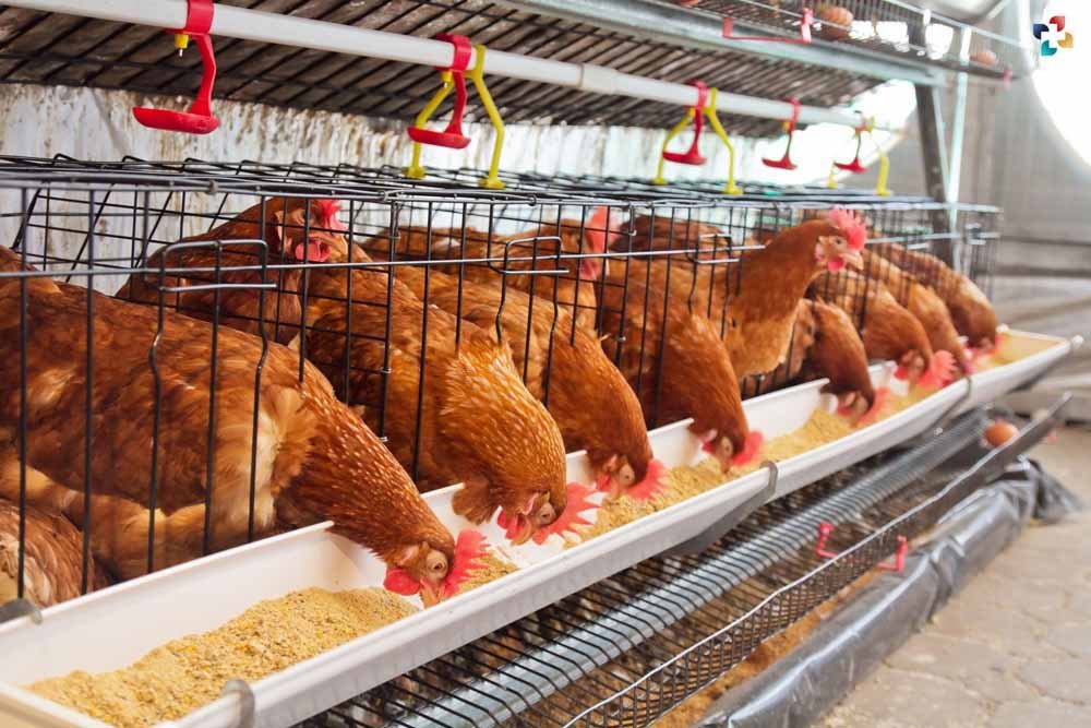 Colorado Reports Three More Presumed Cases of Bird Flu