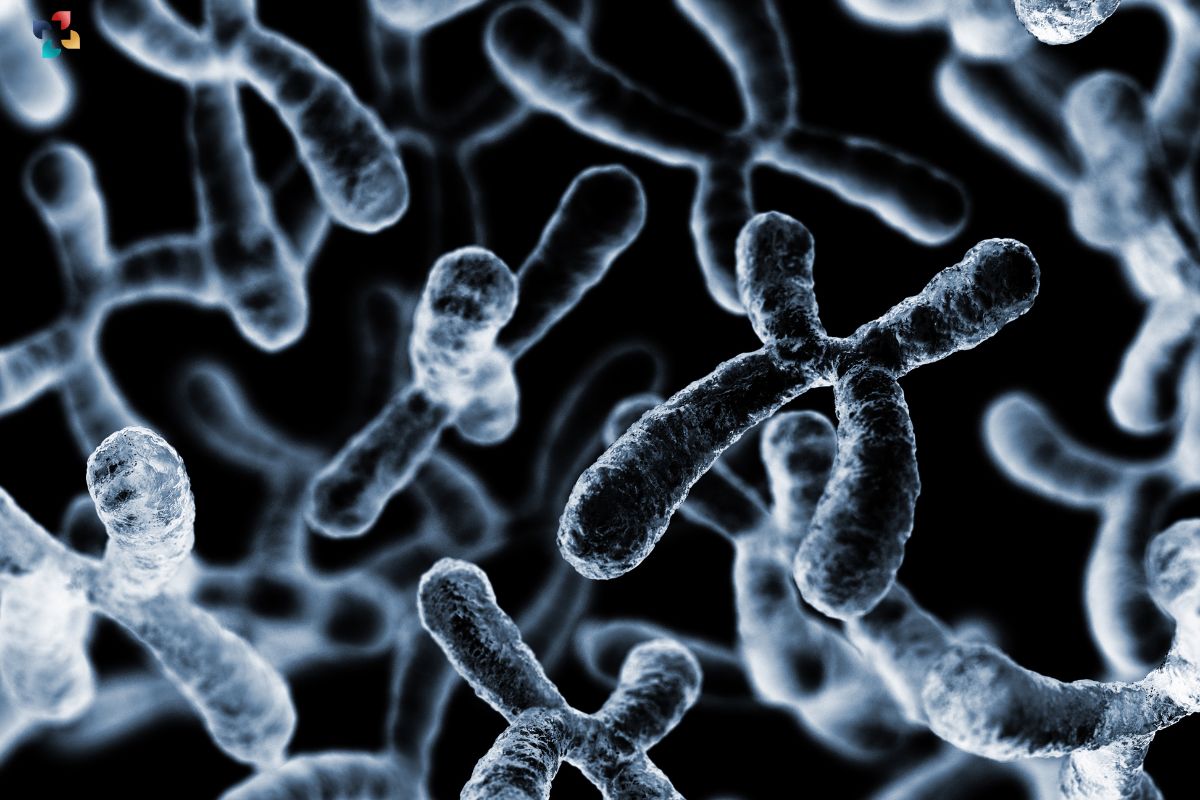 Chromosome Structure: Rice University Unveils Motorized Mechanisms Shaping Chromatin | The Lifesciences Magazine
