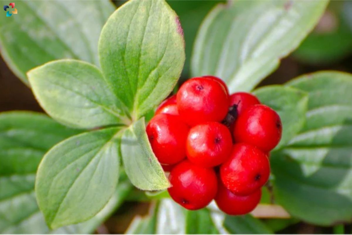Genome of Ginseng Mapped: Understanding Medicinal Properties | The Lifesciences Magazine