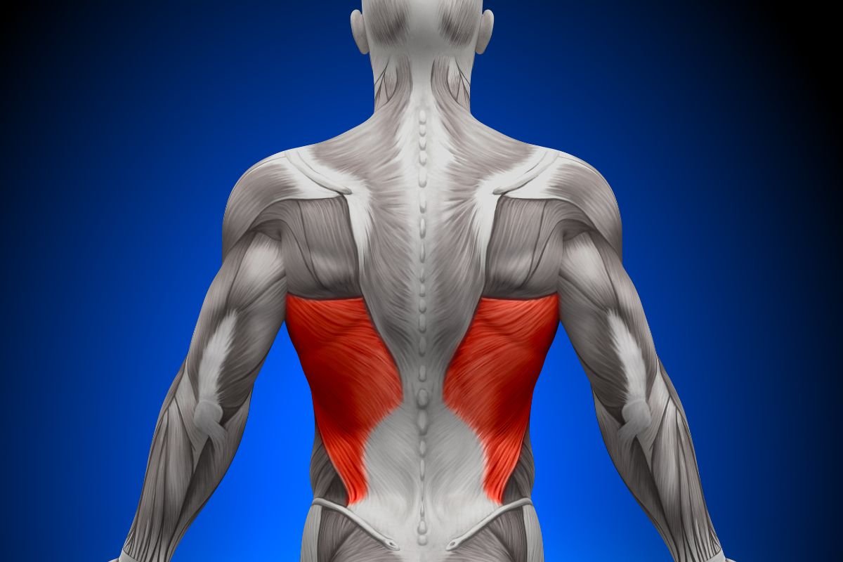 Latissimus Dorsi Pain: Causes, Symptoms, and Treatment | The Lifesciences Magazine