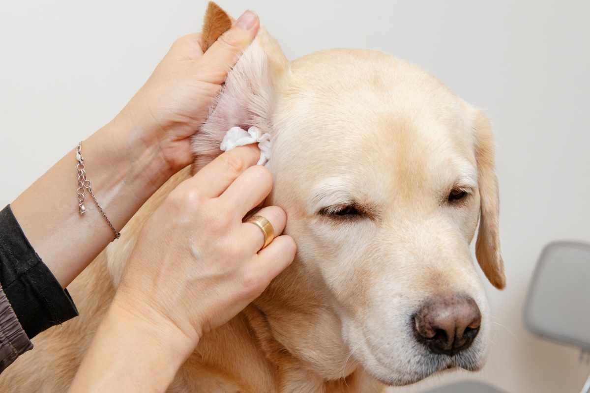 A Guide to Understand and Manage Yeast in Dog’s Ears