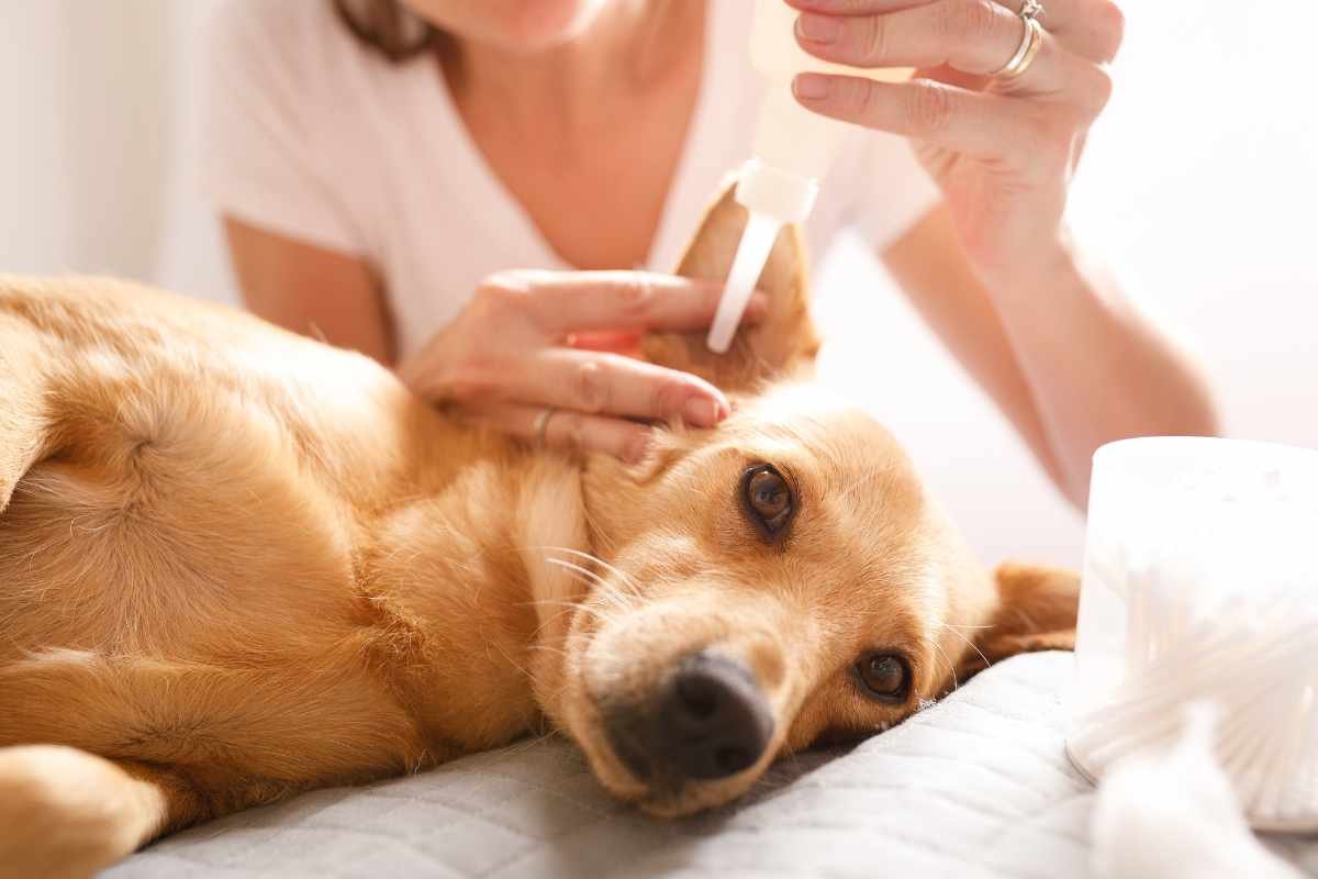 A Guide to Discover and Manage Yeast in Dog's Ears | The Lifesciences Magazine