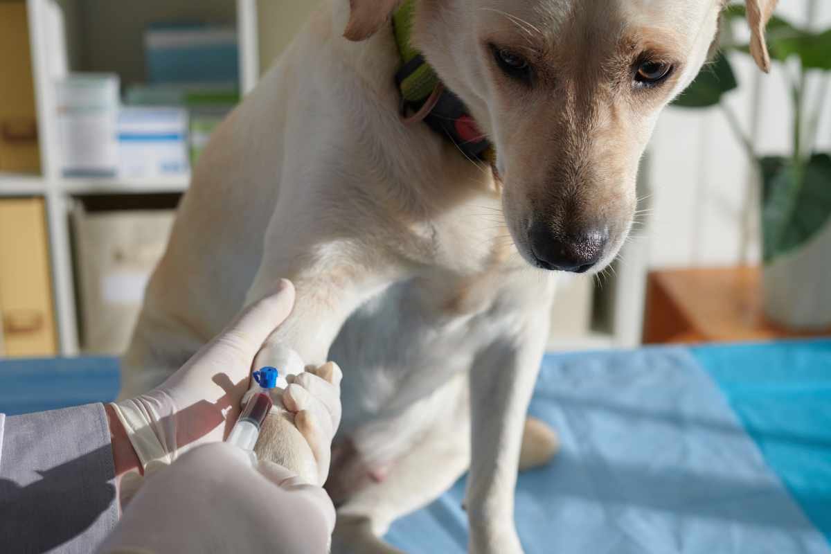 A Guide to Discover and Manage Yeast in Dog's Ears | The Lifesciences Magazine