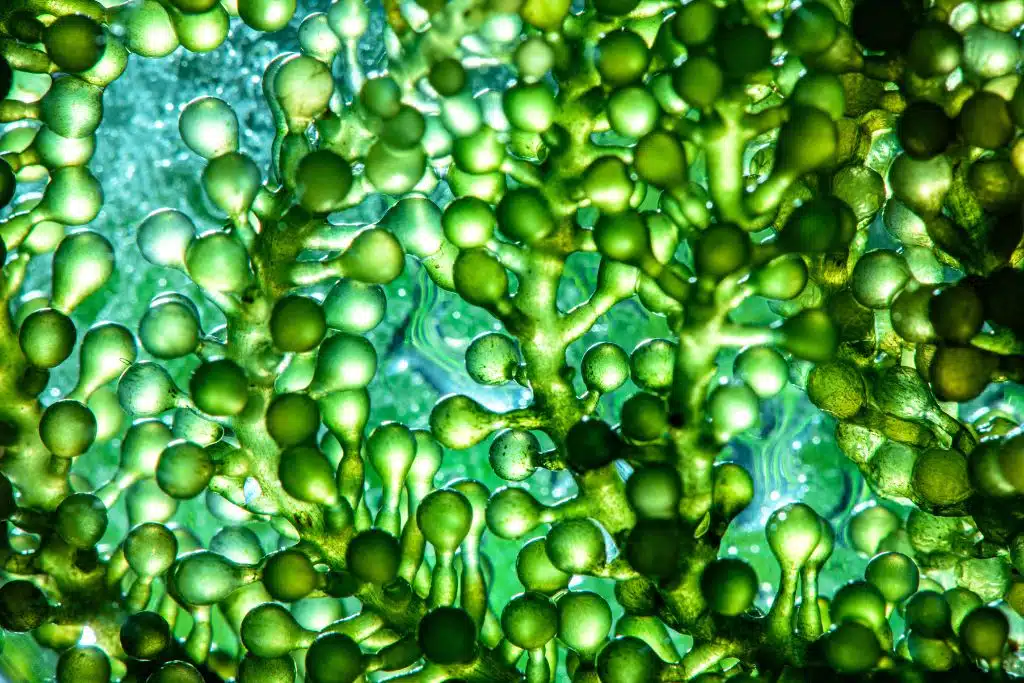 Microalgae: A Sustainable Solution to Global Hunger | The Lifesciences Magazine