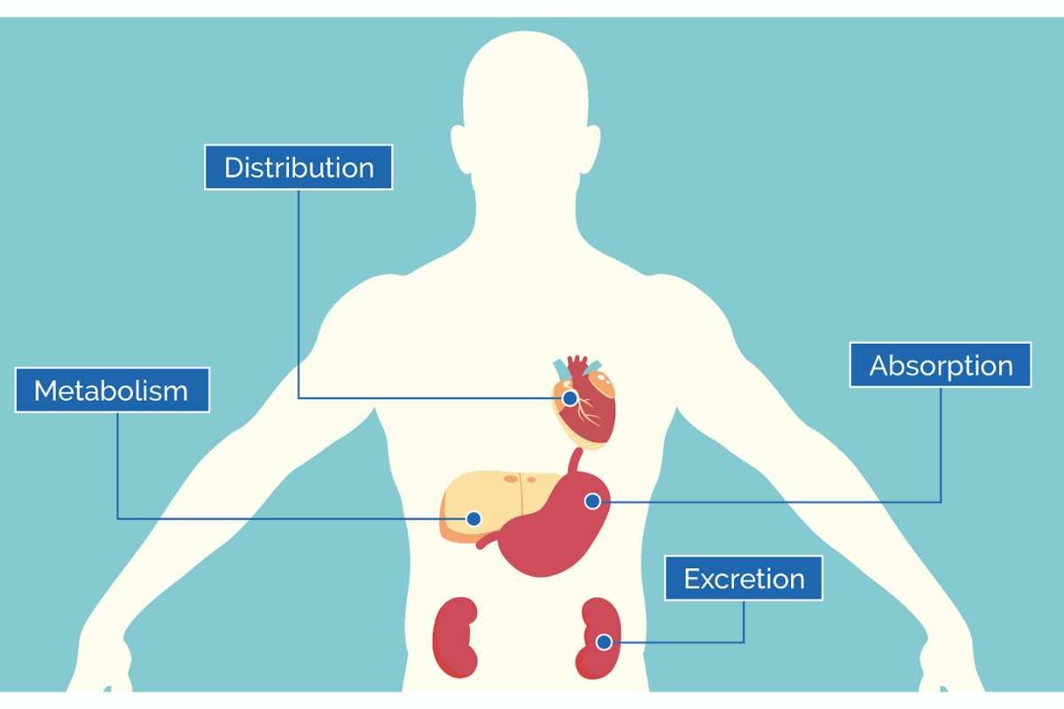 4 Key Factors Influencing Absorption in Pharmacokinetics | The Lifesciences Magazine