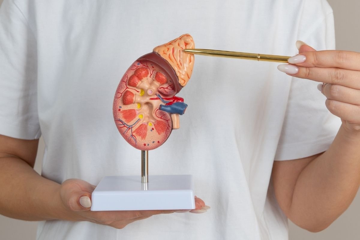 Nephrologist vs Urologist: Insights about their Difference and Similarities