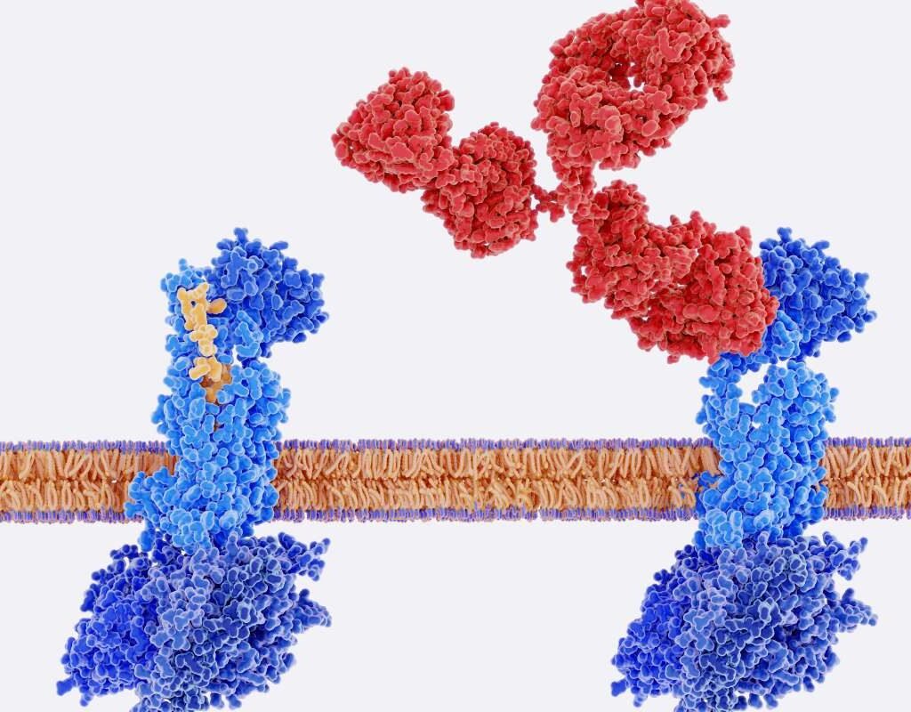 4 Therapeutic Uses of Monoclonal Antibody Treatment | The Lifesciences Magazine