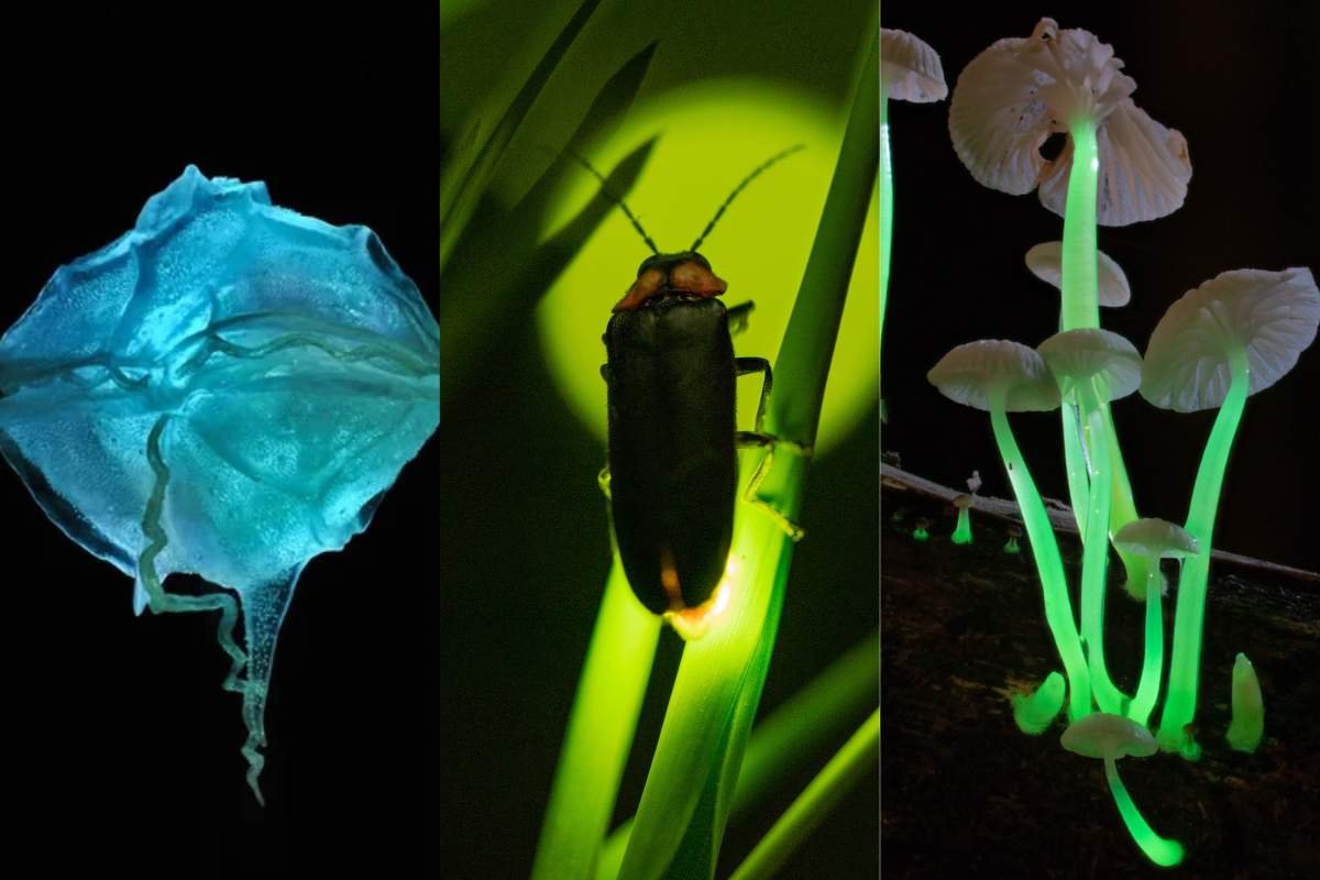 Glow-in-the-Dark Bioluminescence Experiment in 5 Steps | The Lifesciences Magazine