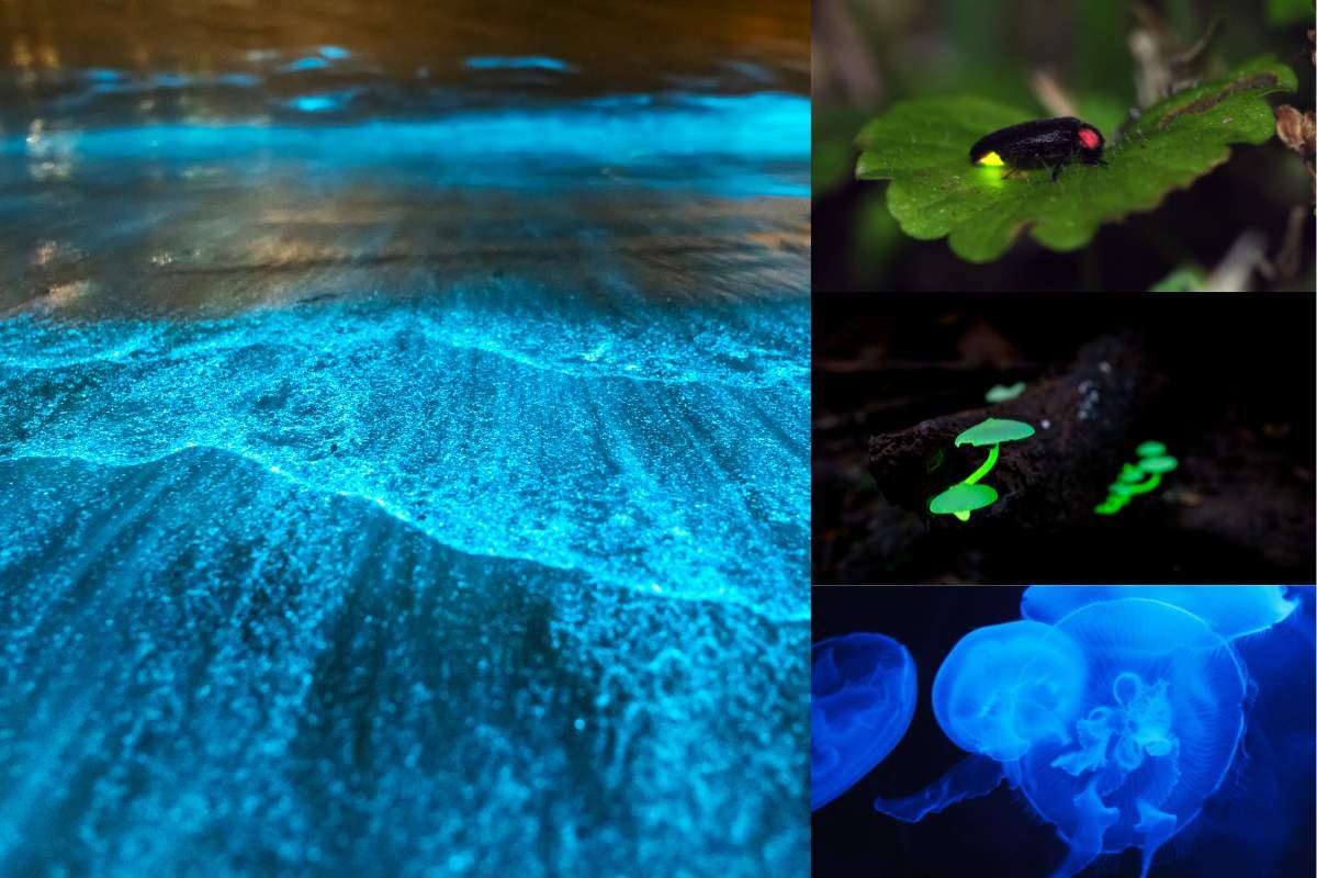 Glow-in-the-Dark Bioluminescence Experiment in 5 Steps | The Lifesciences Magazine