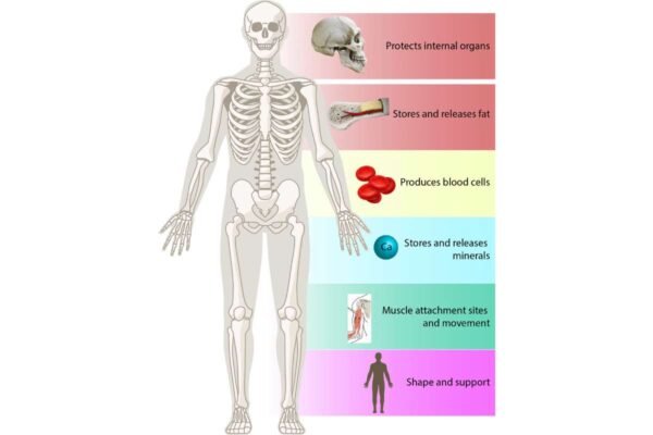 5 Key Functions Of Skeletal System Parts And Functions | The ...