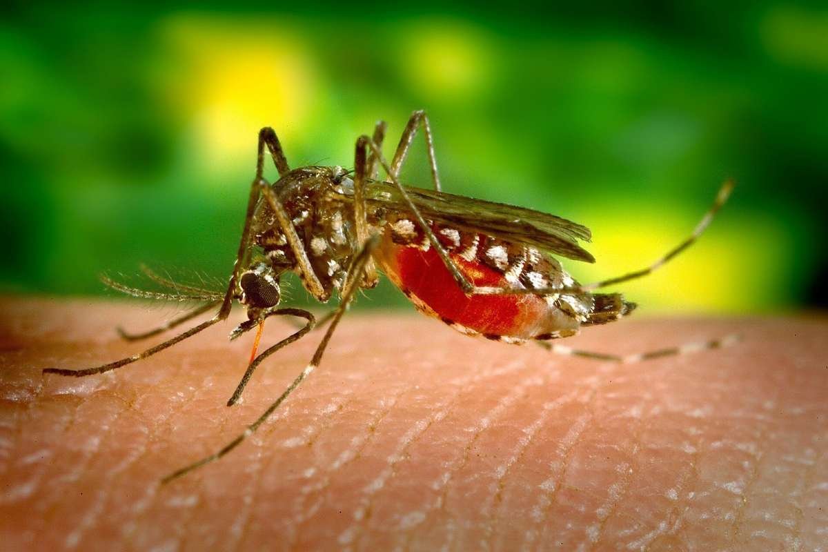 Mosquitoes transported by aircraft are spreading malaria | The Lifesciences Magazine