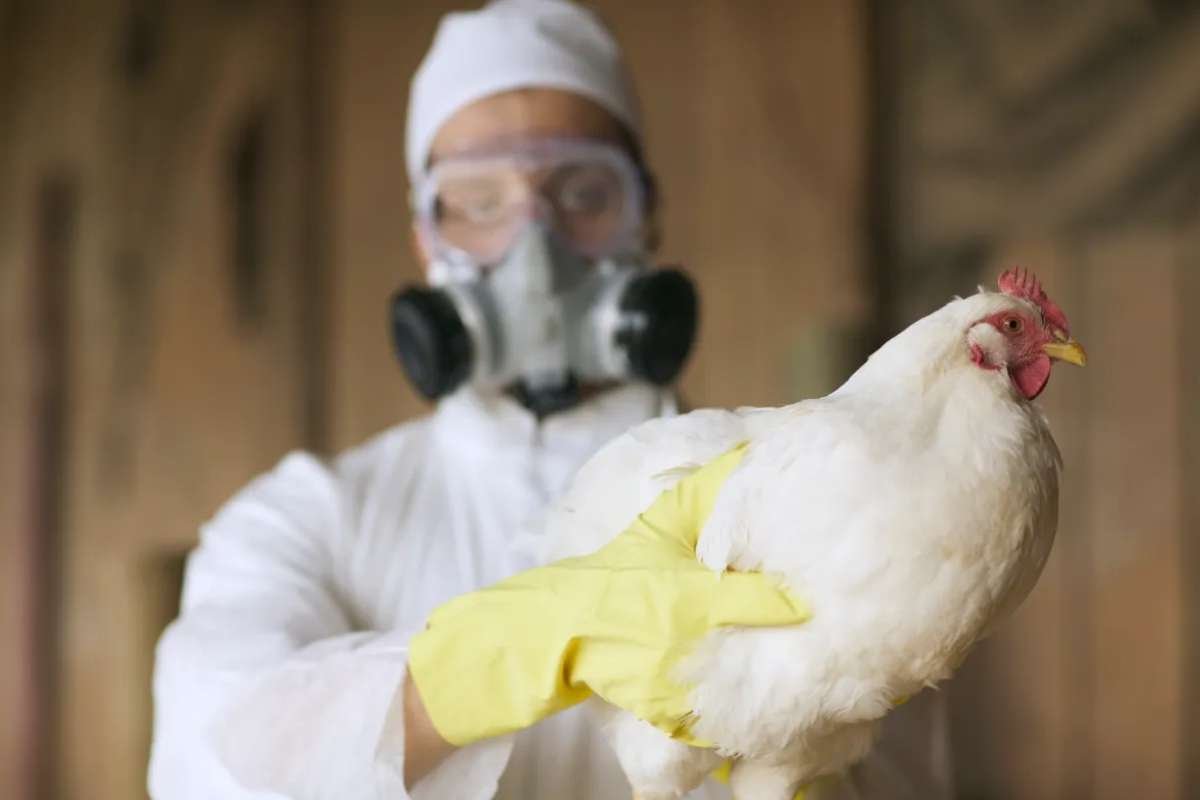 First Severe H5N1 Bird Flu Case Reported in the U.S.