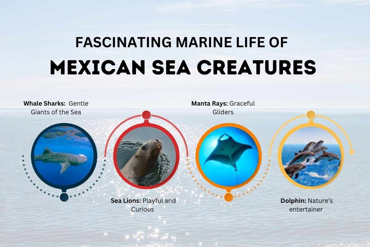 Hidden Secrets of Beautiful Mexican Sea Creatures | The Lifesciences Magazine