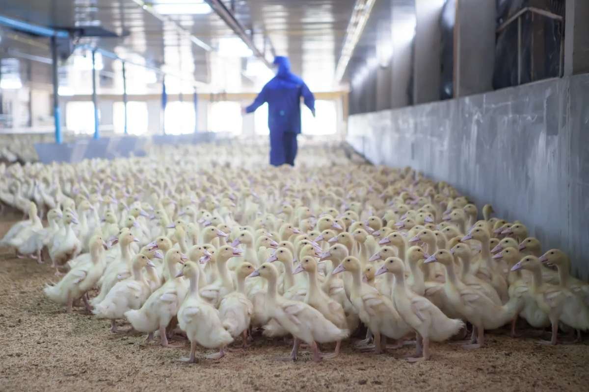 Bird Flu Hits Long Island: 100,000 Ducks Euthanized | The Lifesciences Magazine