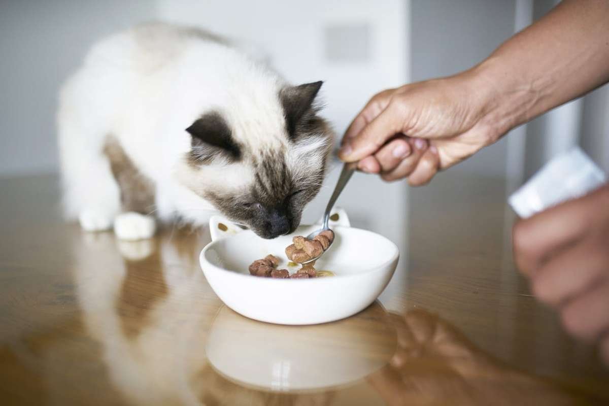 Bird Flu Outbreak in Raw Pet Food Raises Alarm: Cats Affected | The Lifesciences Magazine