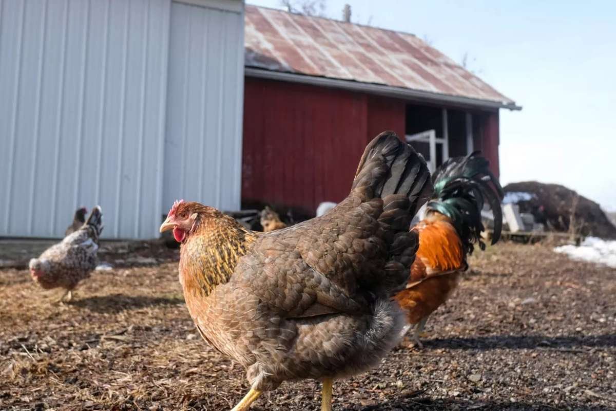 Chicago Experts Advice on Reducing Bird Flu Risks and Protecting Pets