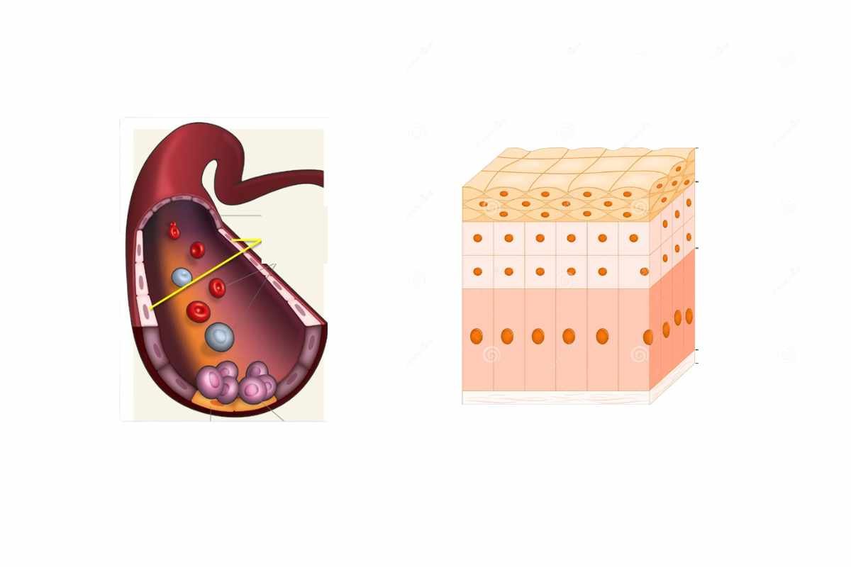 Endothelial Cells vs Epithelial Cells: What Sets Them Apart?