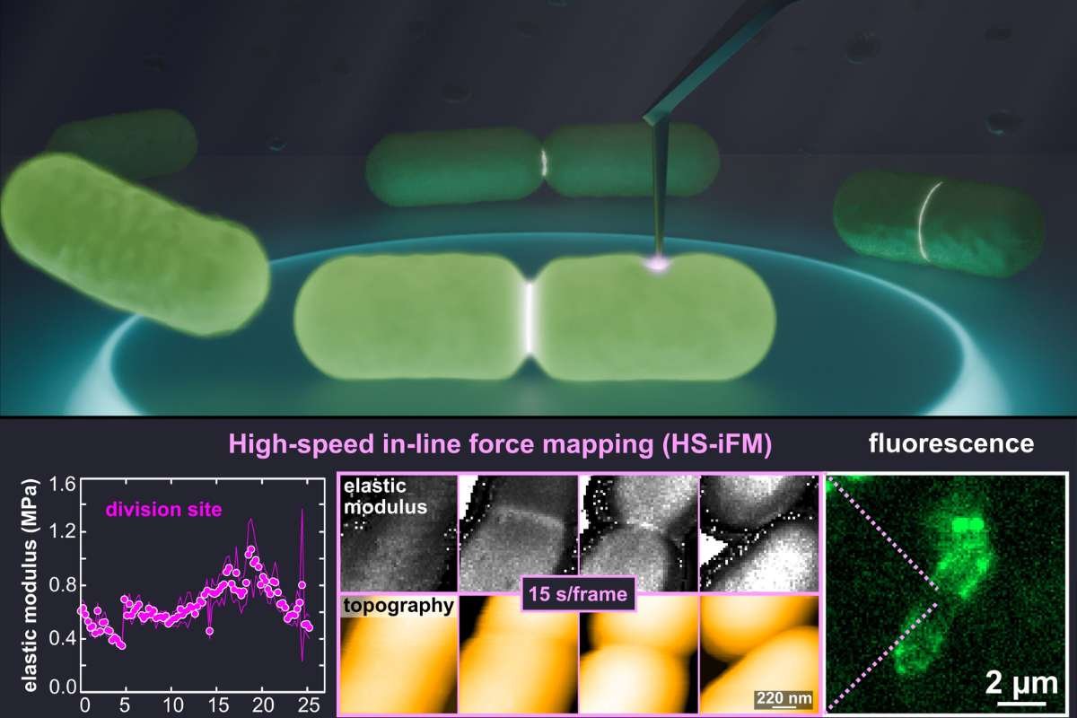 Learn How Fast Force Mapping Uncovers E. coli Cell Division | The Lifesciences Magazine