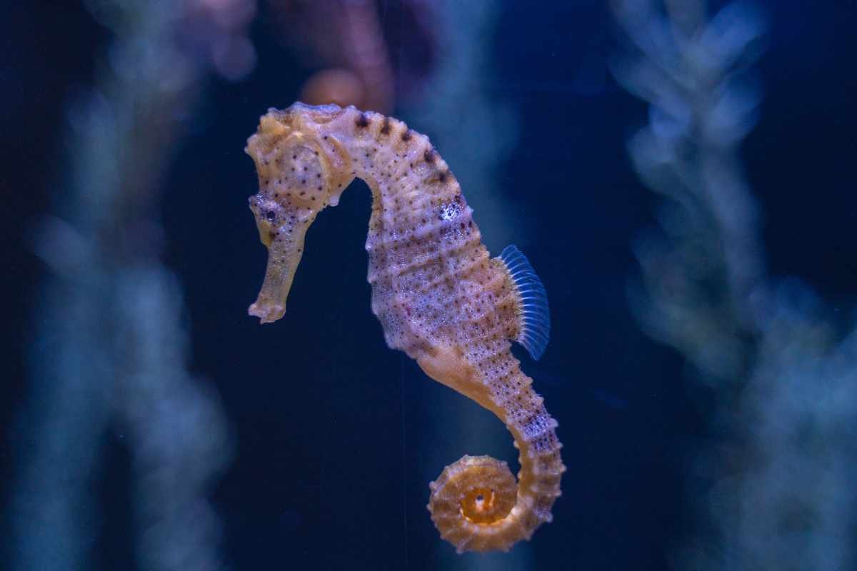 How Do Male Seahorses Get Pregnant | The Lifesciences Magazine