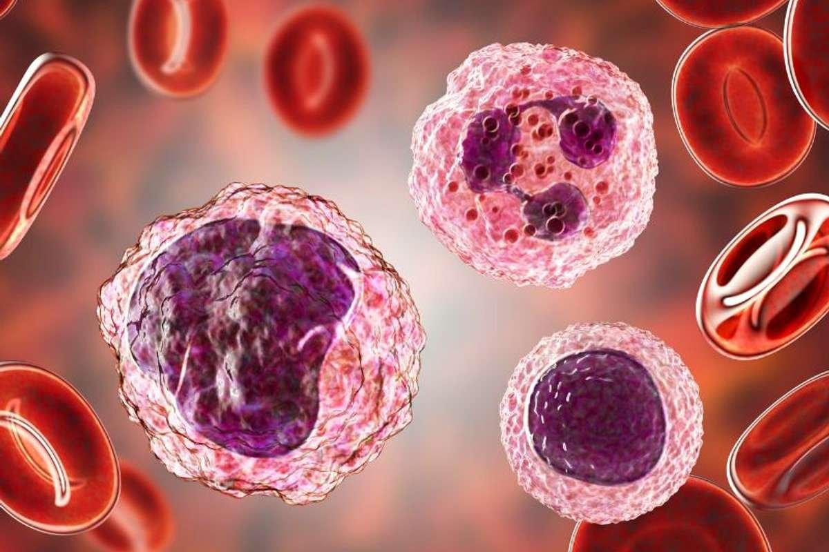 Peripheral Blood Mononuclear Cells: Boost Your Immune System | The Lifesciences Magazine