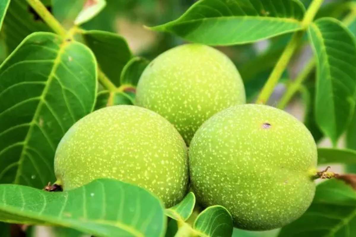 Walnut Trees’ Genetic Secret to Alternating Flowering Uncovered