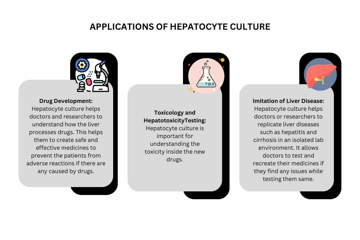 Facts About Hepatocyte Culture: That No One Tells You | The Lifesciences Magazine