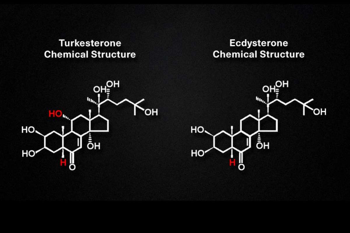 Guide to Ecdysterone vs Turkesterone: Fitness Gamechanger | The Lifesciences Magazine