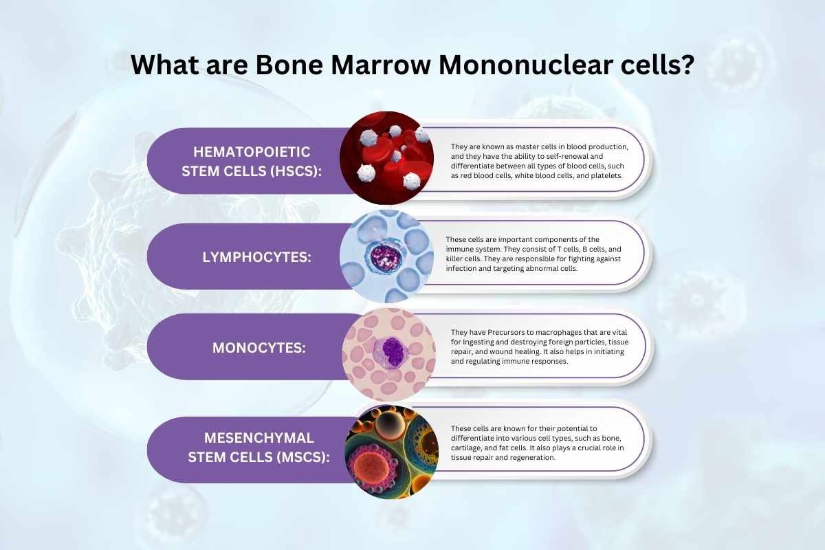 What are Bone Marrow Mononuclear cells | The Lifesciences Magazine