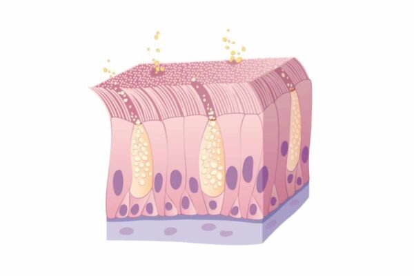 Endothelial Cells Vs Epithelial Cells: What You Need To Know? | The ...