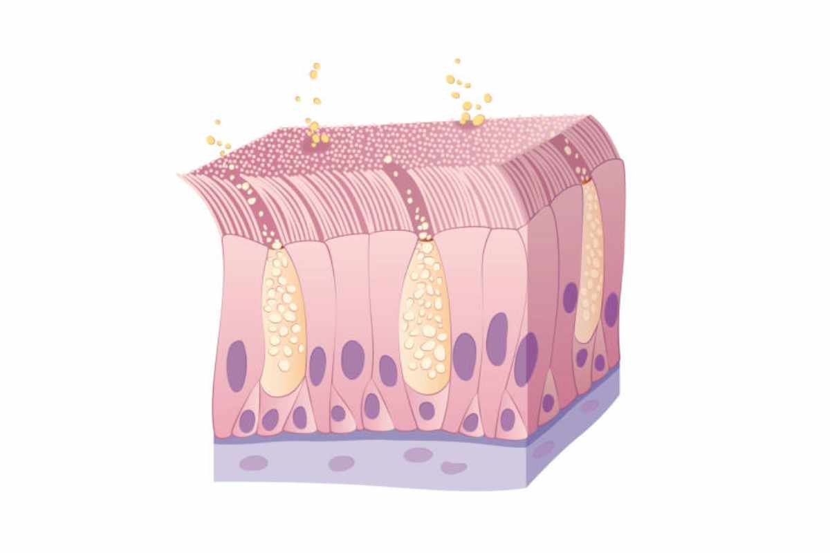 Endothelial Cells vs Epithelial Cells: What You Need to Know? | The Lifesciences Magazine