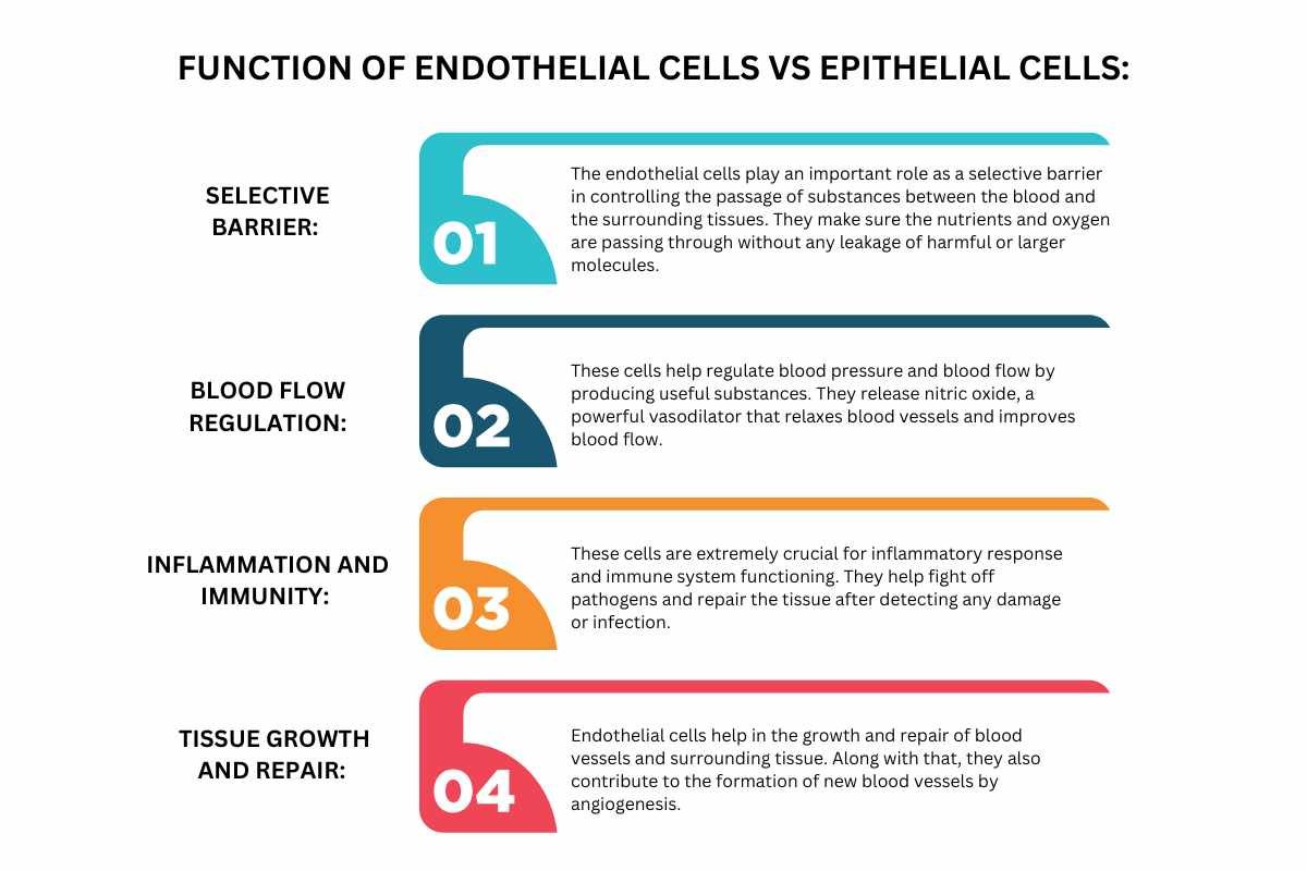 Endothelial Cells vs Epithelial Cells: What You Need to Know? | The Lifesciences Magazine