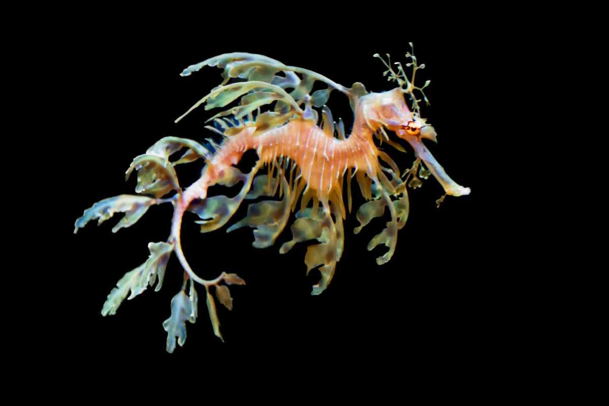 Sea Dragons | The Lifesciences Magazine