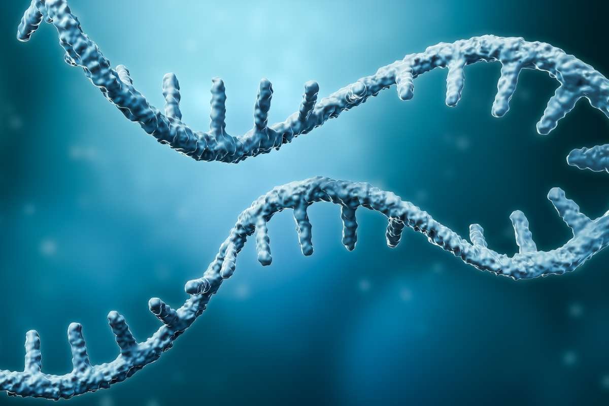 RNA Research Unveils New Insights into Gene Inheritance