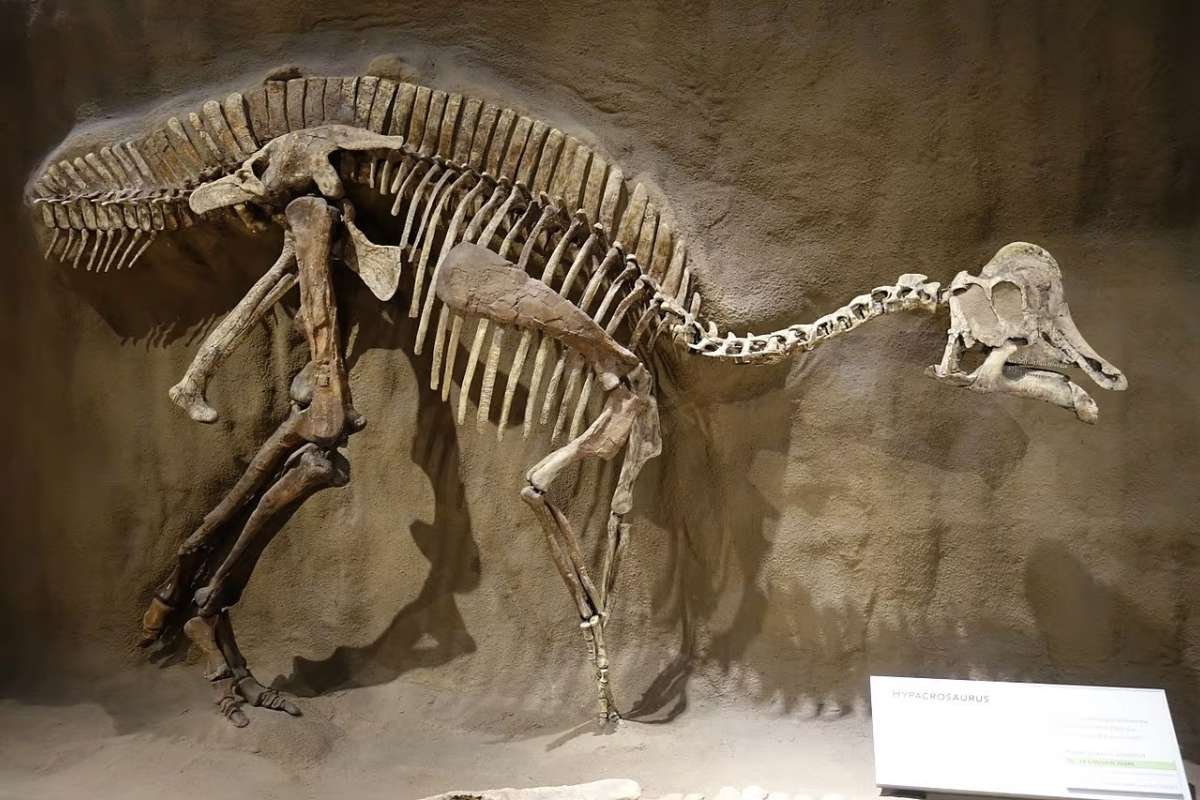 Scientists Confirm Presence of Dinosaur Proteins in Fossil Discovery