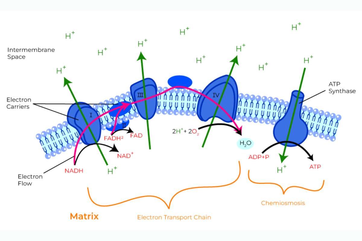 Unraveling Oxidative Phosphorylation: The Energy Powerhouse of Cells