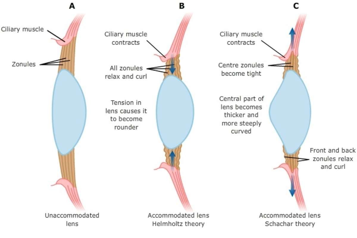 Accommodation of the Eye(From Blurry to Clear) Guide | The Lifesciences Magazine