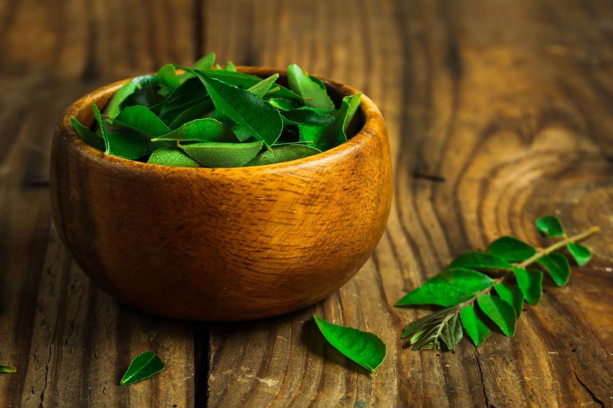 Top 10 Curry Leaves Plant Benefits: Boost Health Naturally | The Lifesciences Magazine