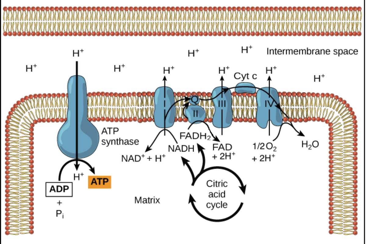 The ATP Synthase_ Harnessing the Proton Gradient