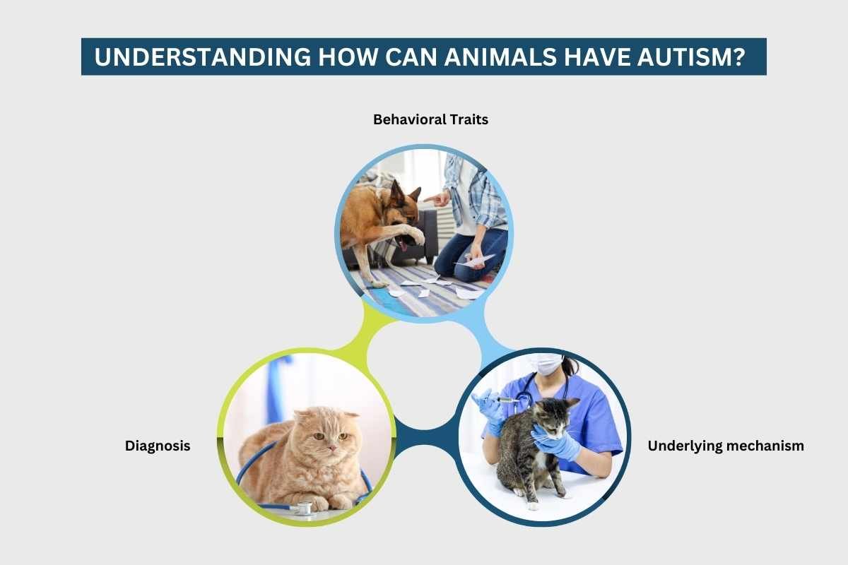 Can Animals Have Autism? Myth or Reality? | The Lifesciences Magazine