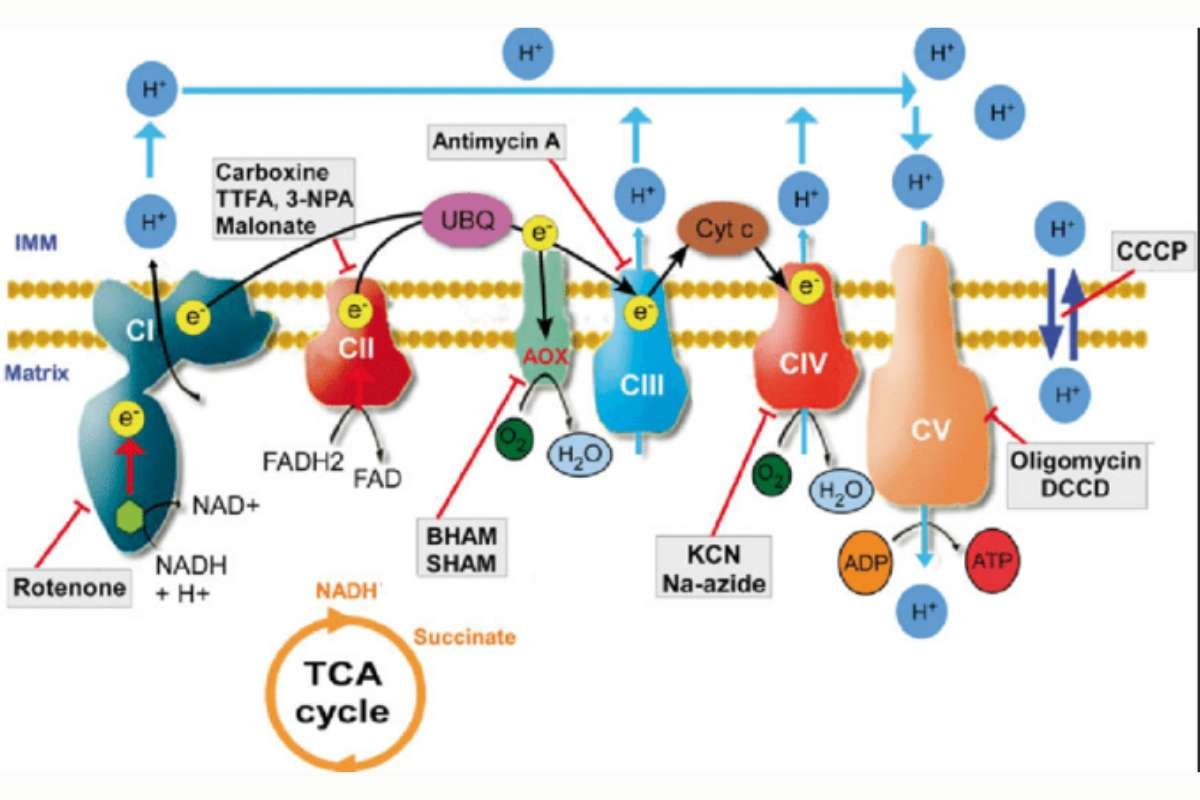 Inhibitors of Oxidative Phosphorylation