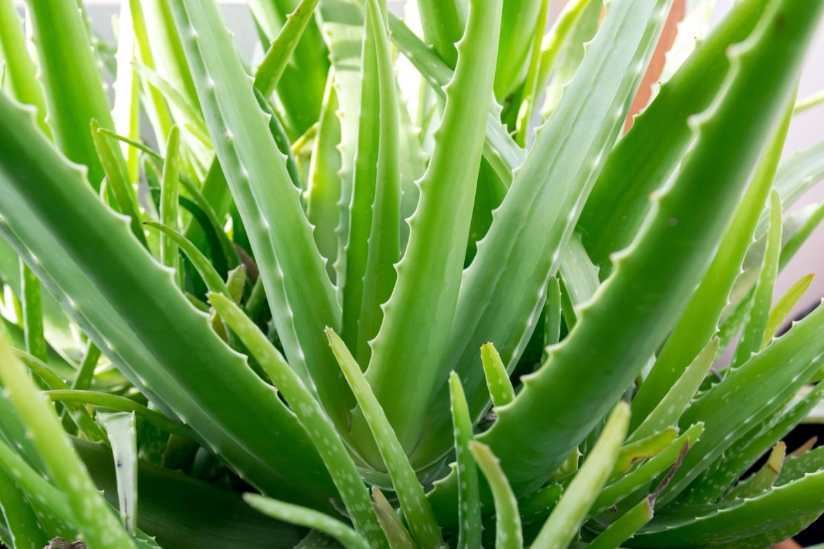 8 Benefits of Aloe Vera for Health and Wellness