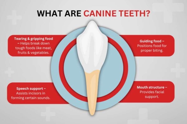 Humans With Canine Teeth: Are You One Of Them?(Full Guide) | The ...