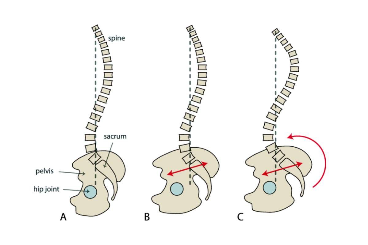 Female vs Male Pelvis Bone: Key Differences and Importance | The Lifesciences Magazine