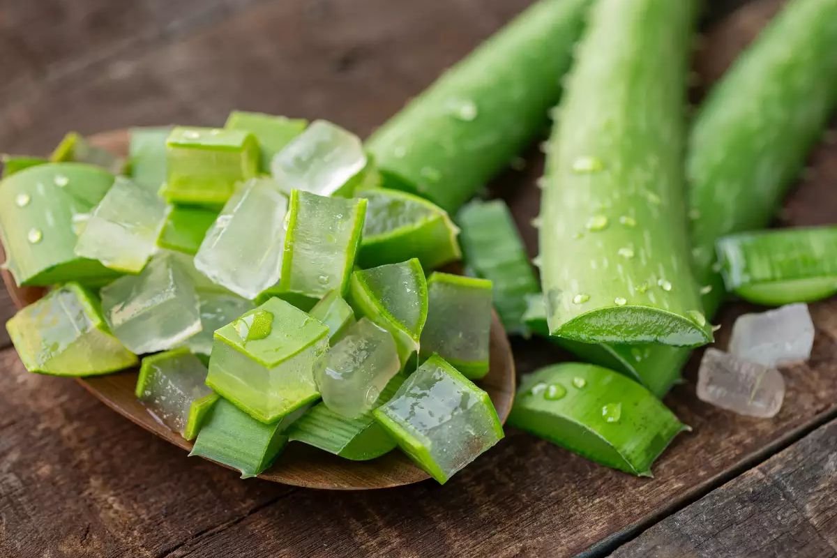 8 Health Benefits of Aloe Vera Need to Know (Skin to Immunity) | The Lifesciences Magazine