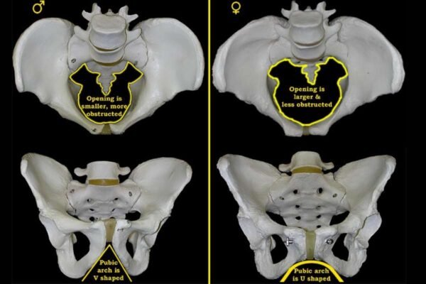 Female Vs Male Pelvis Bone: Key Differences And Importance | The ...