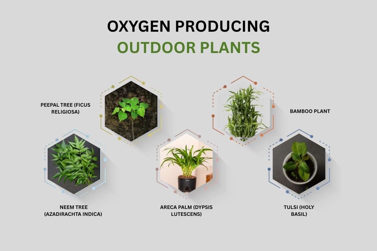Think You Know Oxygen Production Plants? Think Again | The Lifesciences Magazine