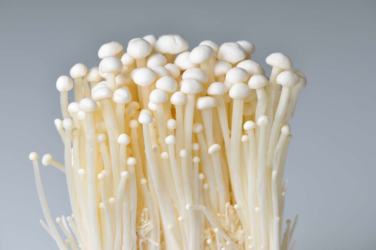 Can You Eat Mushroom Raw? The Answer Might Surprise you! | The Lifesciences Magazine