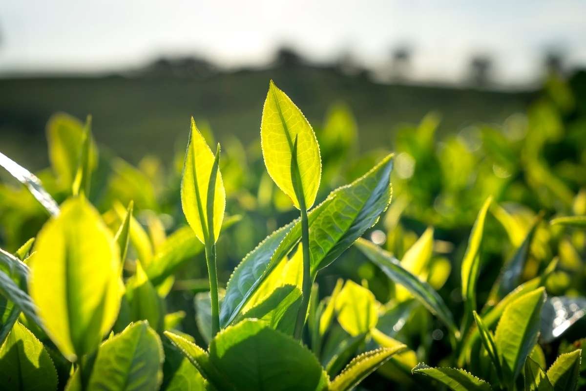 Think You Know Oxygen Production Plants? Think Again | The Lifesciences Magazine