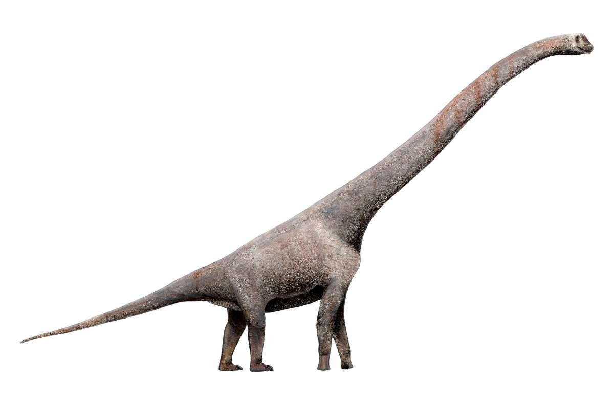 Biggest Dinosaurs Ever: Discover Titans Bigger Than T-Rex | The Lifesciences Magazine